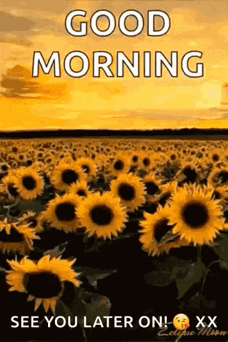 Sunflower Yellow Sky GIF