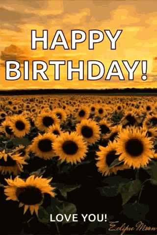 Sunflower Yellow Sky GIF