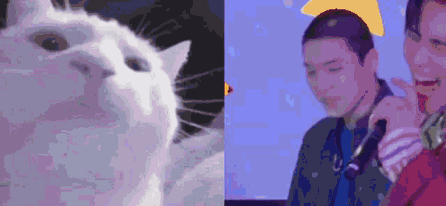 Sungjin Sungjin Cat Jam GIF