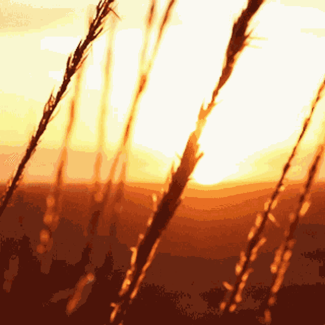 Sunset Nature GIF