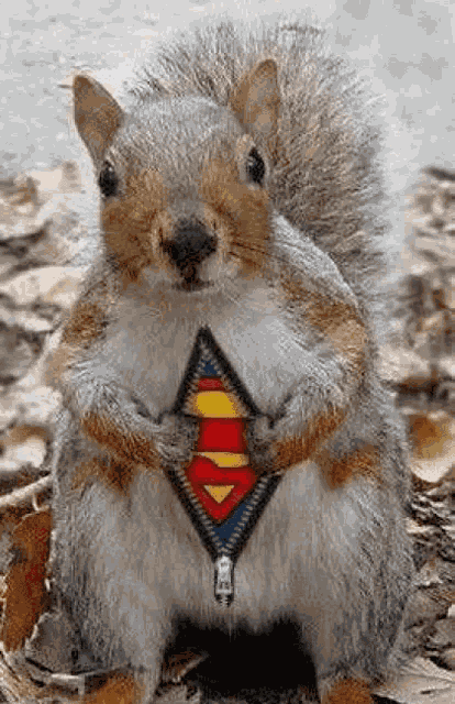 Super Squirrel Meme