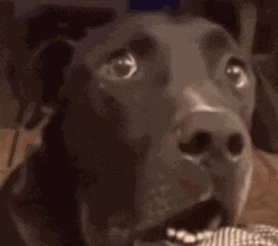 Surprised Dog Mouth Open Meme