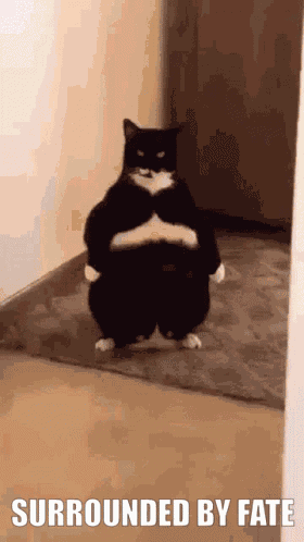 Surrounded By Fate Surrounded By Fate Cant Run Away GIF