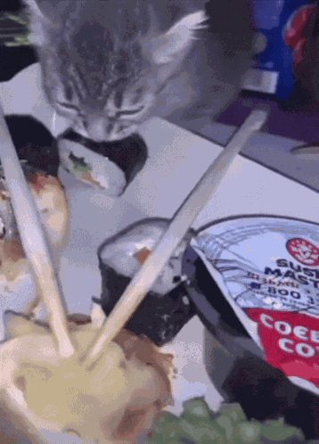 Sushi Cat Cat Contained GIF