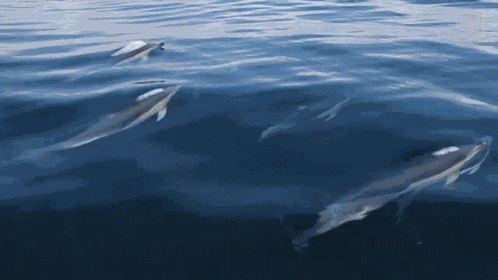 Swimming Dolphins Moving Dolphins GIF