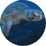 Swimming Turtle Nat Geo Wild Sticker