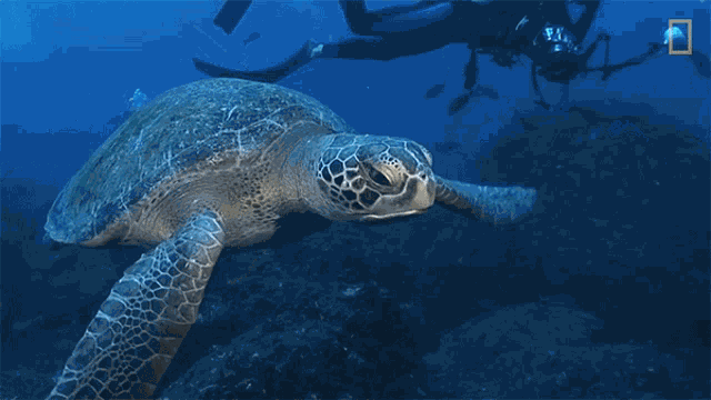Swimming Turtle Nat Geo Wild GIF