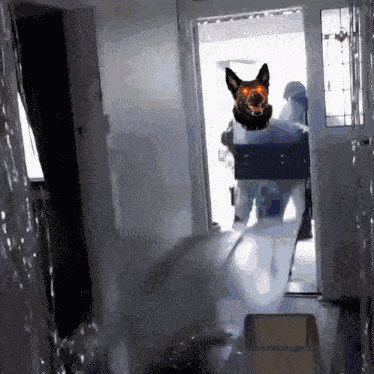 Tabby Raid GIF
