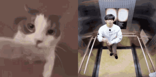 Taehyung Cat GIF