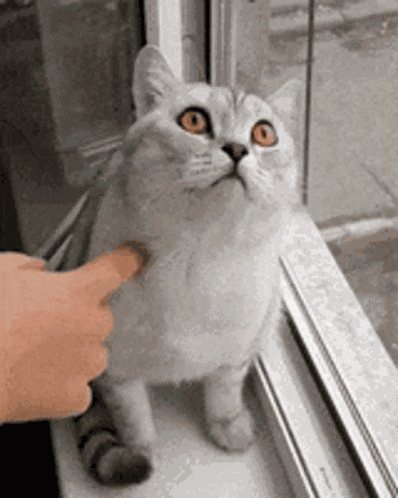 Tag2 GIF