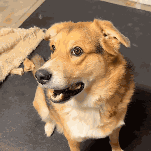 Taken Aback Dog Wide Eyes Dog GIF