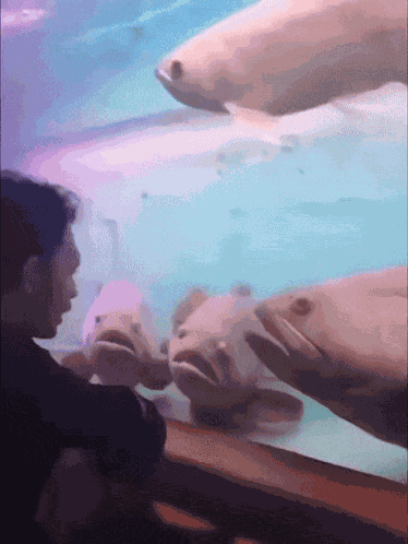 Talking To Fish Speaking GIF