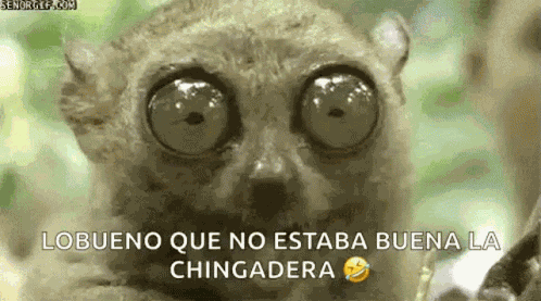 Tarsier Big Eyes GIF
