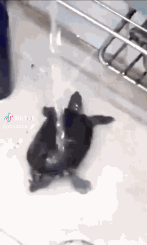 Tartaruga GIF