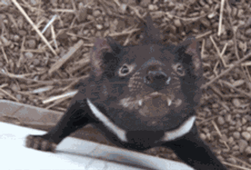 Tasmanian Devil GIF