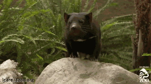 Tasmanian Devil Tasmania GIF