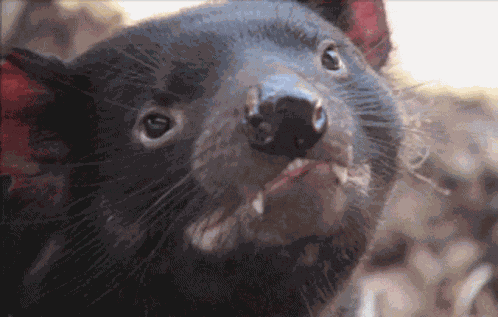 Tasmanian Devil Tasmania GIF