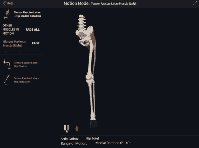 Tensor Fasciae Latae Hip GIF
