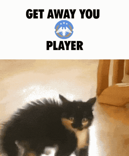 Tgmc Cat GIF