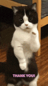 Thank You Dancing Cat GIF