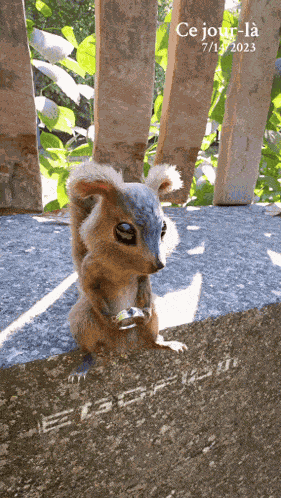 Thank You For Changing My Life Realistic Squirrel GIF