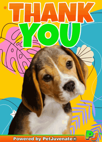 Thank You Pj Thanks Petjuvenate GIF