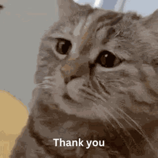 Thank You Sorry GIF