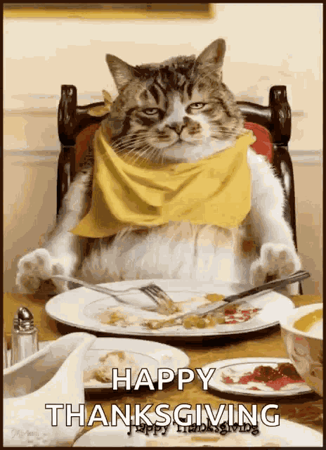 Thanksgiving Cat GIF