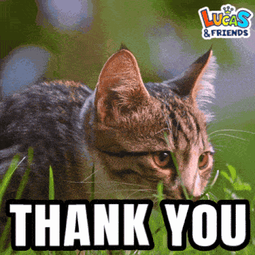 Thankyou Thank You GIF