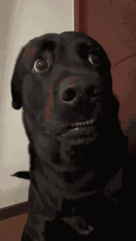 The Big Smiler Doggie GIF