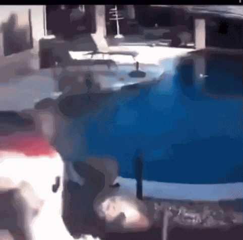 The Bird GIF