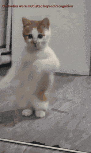 The Bodies Were Mutilated Beyond Recognition Cat GIF