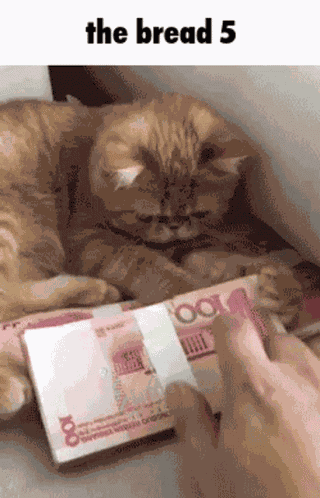 The Bread Cat GIF