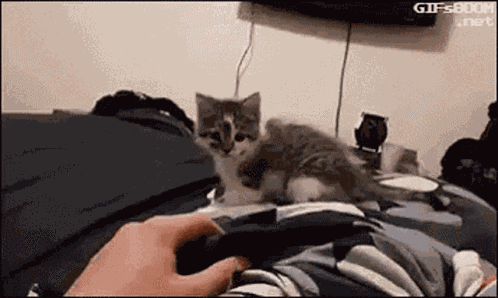 The Force Cat Kitten GIF