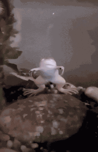 The Froggiest Frog Hmmm GIF