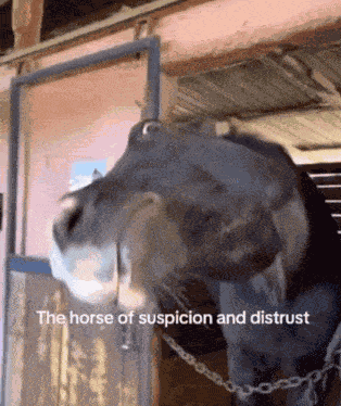 The Horse Of Suspicion And Distrust GIF