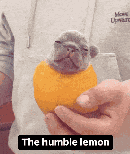 The Humble Lemon Pibble GIF