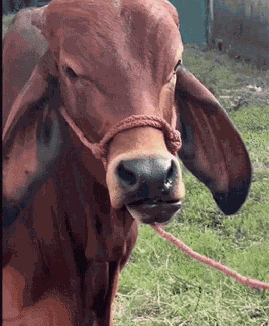 The Rock Cow Face The Rock Face GIF
