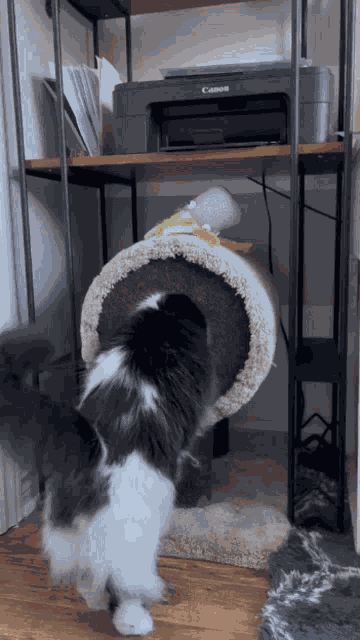 Theoreocat Pants GIF