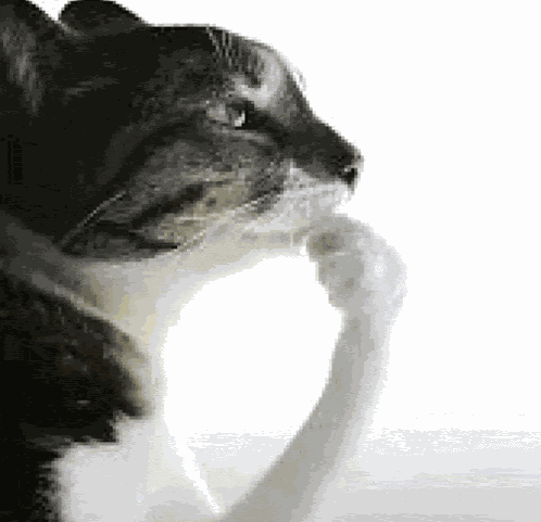 Thinking Cat Meme Meme