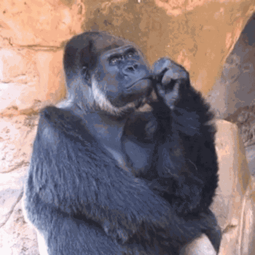 Thinking Thinking Ape GIF
