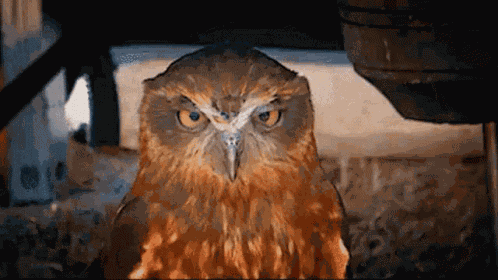 This Is So Boring I Cant Keep My Eyes Open GIF