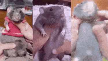 Three Rats Dancing Rats GIF