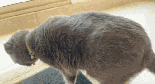 Throw Up Cat GIF