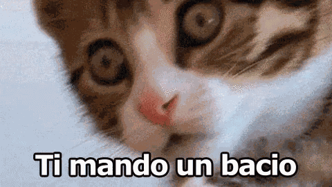 Ti Mando Un Bacio Bacini Saluti Un Abbraccio Ciao Ci Vediamo Gatto GIF