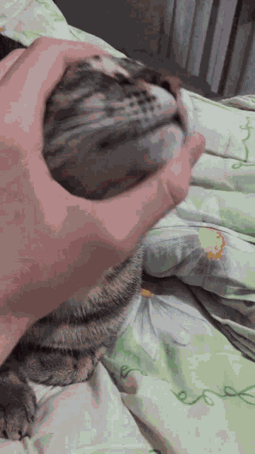 Tiftik Cat GIF