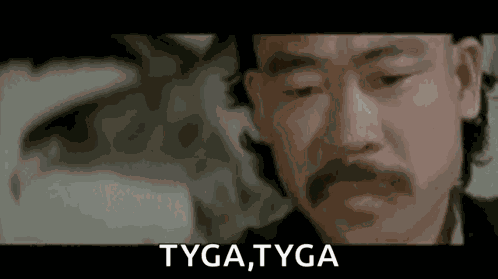 Tigertigerbirdy GIF