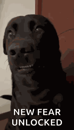 Tiktok Dog Awkward Dog GIF