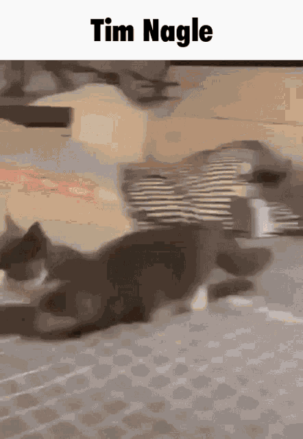 Tim Nagle Cat GIF