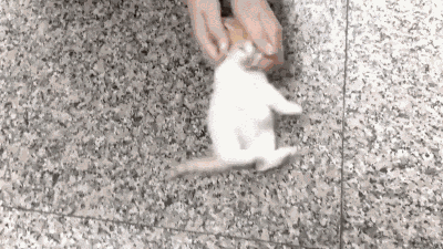 Tiny Cat Kitten GIF